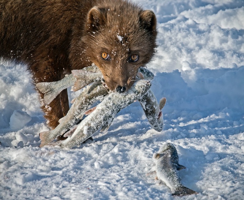 Тур 052. Зимние Командоры. Фотоэкспедиция на остров Беринга, пейзажи и портреты местных диких зверей и птиц (февраль-март)