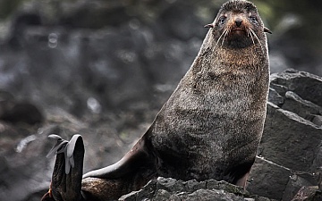 Тур 016. Командоры — острова в океане. Подробности личной жизни морских животных + Долина гейзеров с комфортной ночёвкой и кальдера Узон. Вертолетный тур (июнь-сентябрь)